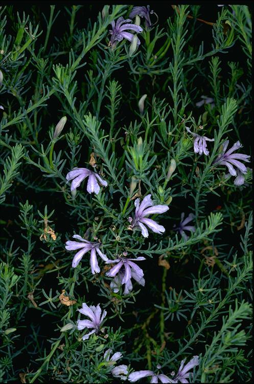 Lechenaultia floribunda EXTREMELY RARE 10 seeds