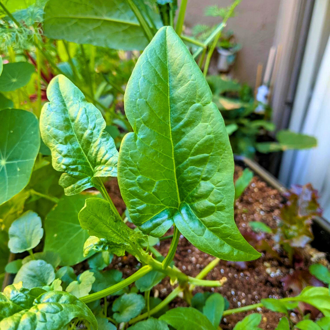 Fresh Green Arrow Spinach Seeds | Heirloom Non-GMO | Asian Vegetables