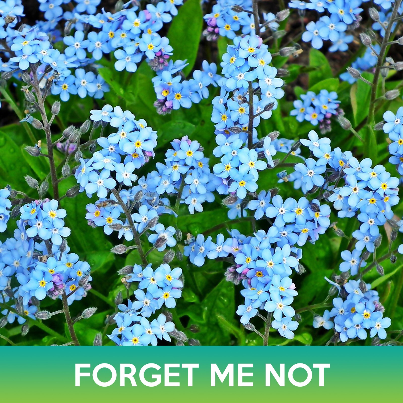Forget-Me-Not Flower Seeds, Myosotis sylvatica