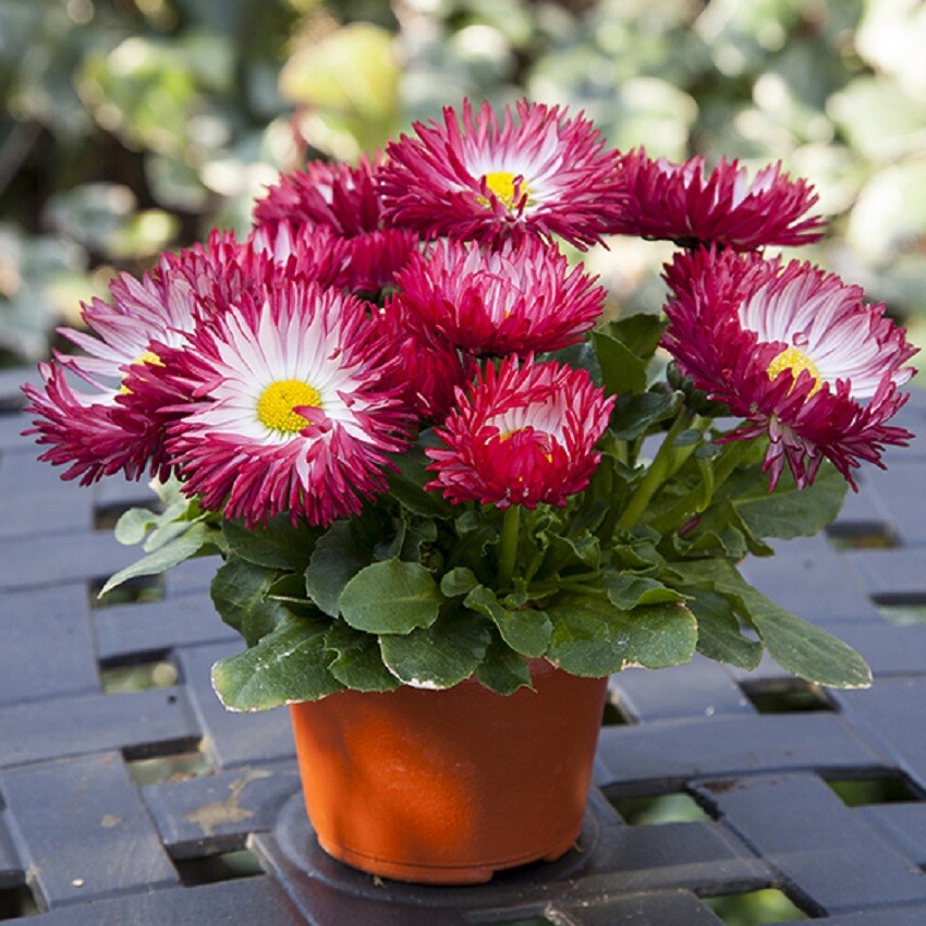 Bellis Seeds Bam Bam Red 50 Pelleted Seeds English Daisy