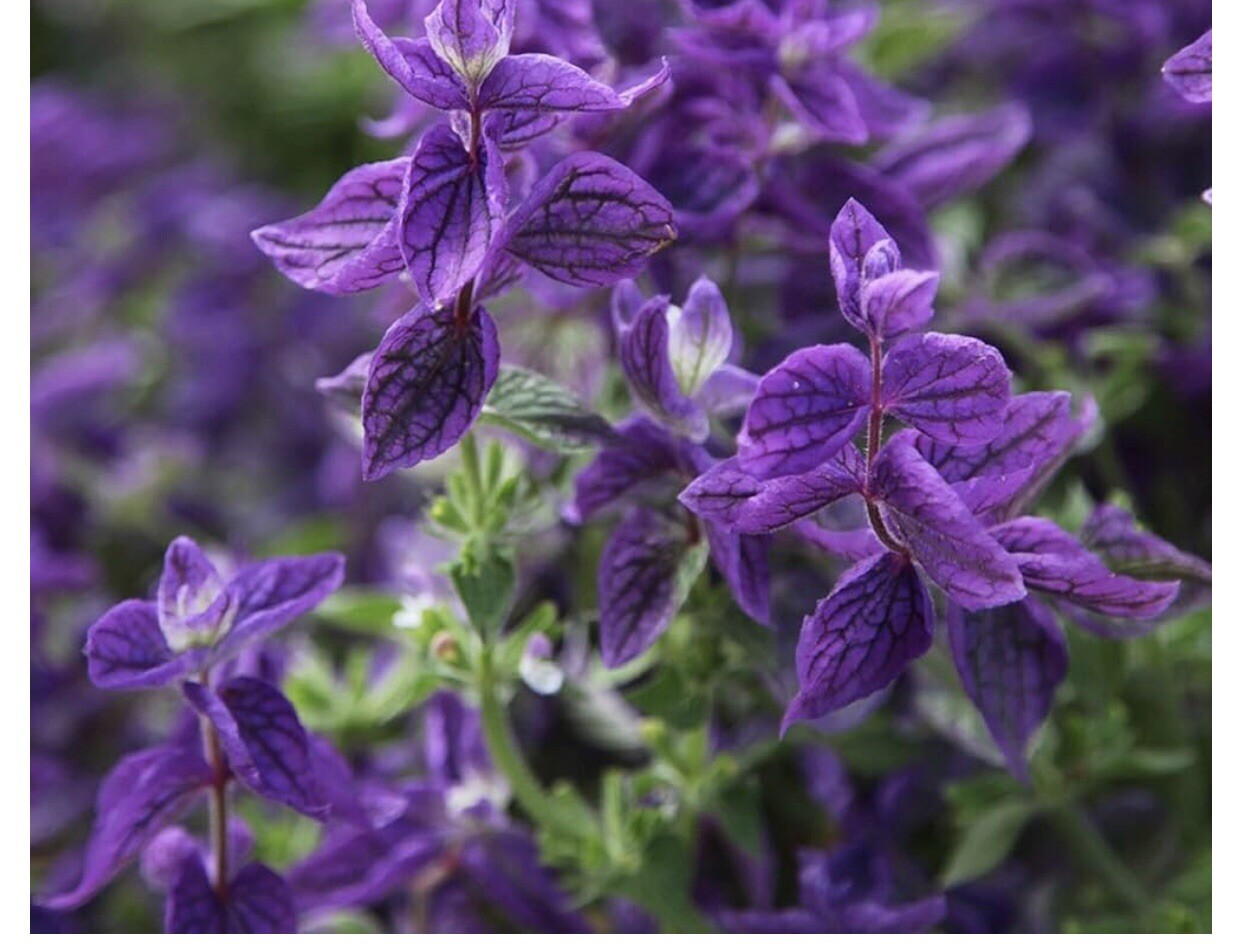 50 BLUE Monday CLARY SAGE Salvia Viridis Horminum Herb Flower Seeds