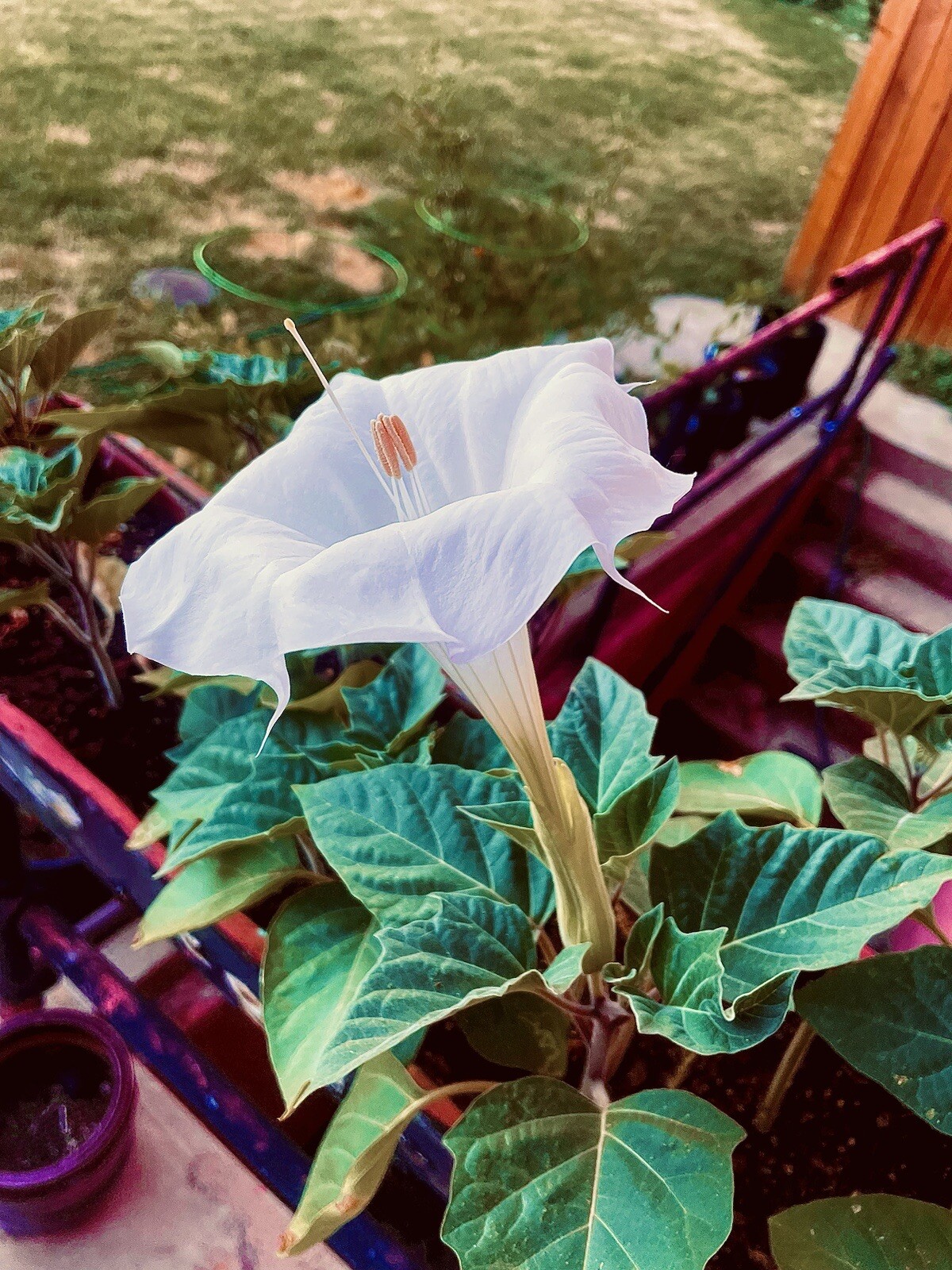 Datura Wrightii Seeds (1 bag of 15 seeds)