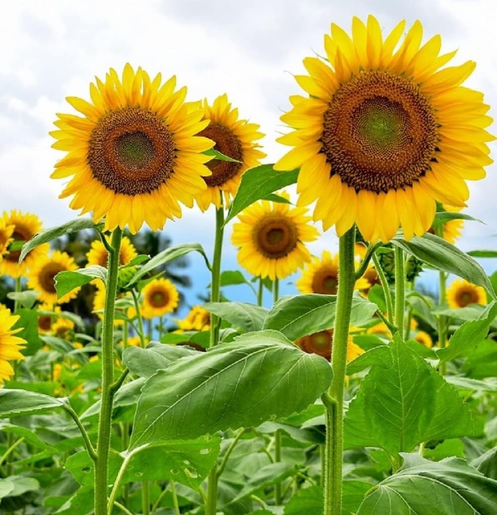 Mammoth Sunflower Seeds for Planting – Grow Giant Sun Flowers in Your Garden …