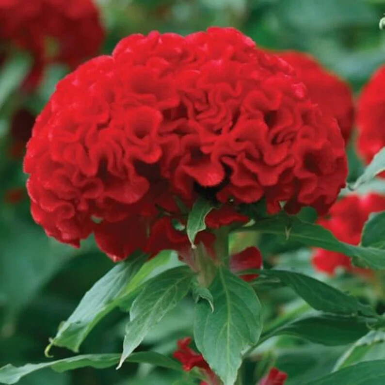 100 Chief Fire Celosia Cristata Seeds. USA Seeds. Organic. Ships free