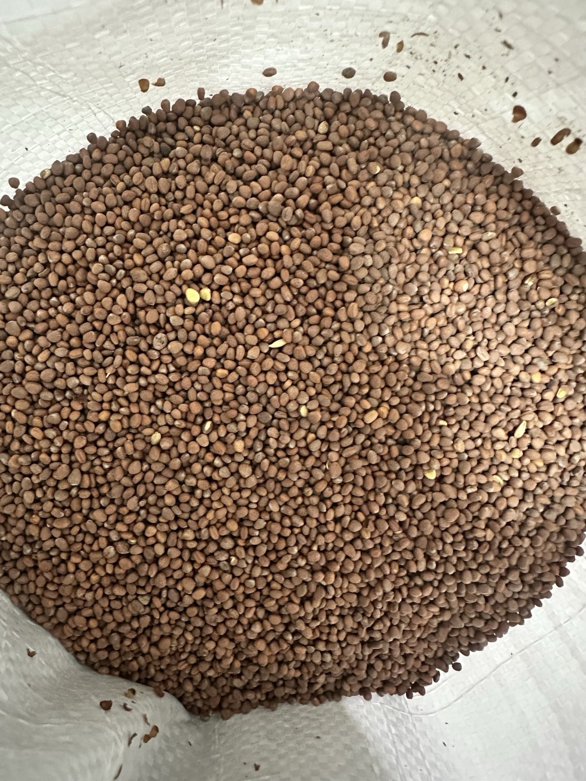 10 LB Tapper Daikon Radish FOOD PLOT SEED, Deer, Turkey, Wildlife