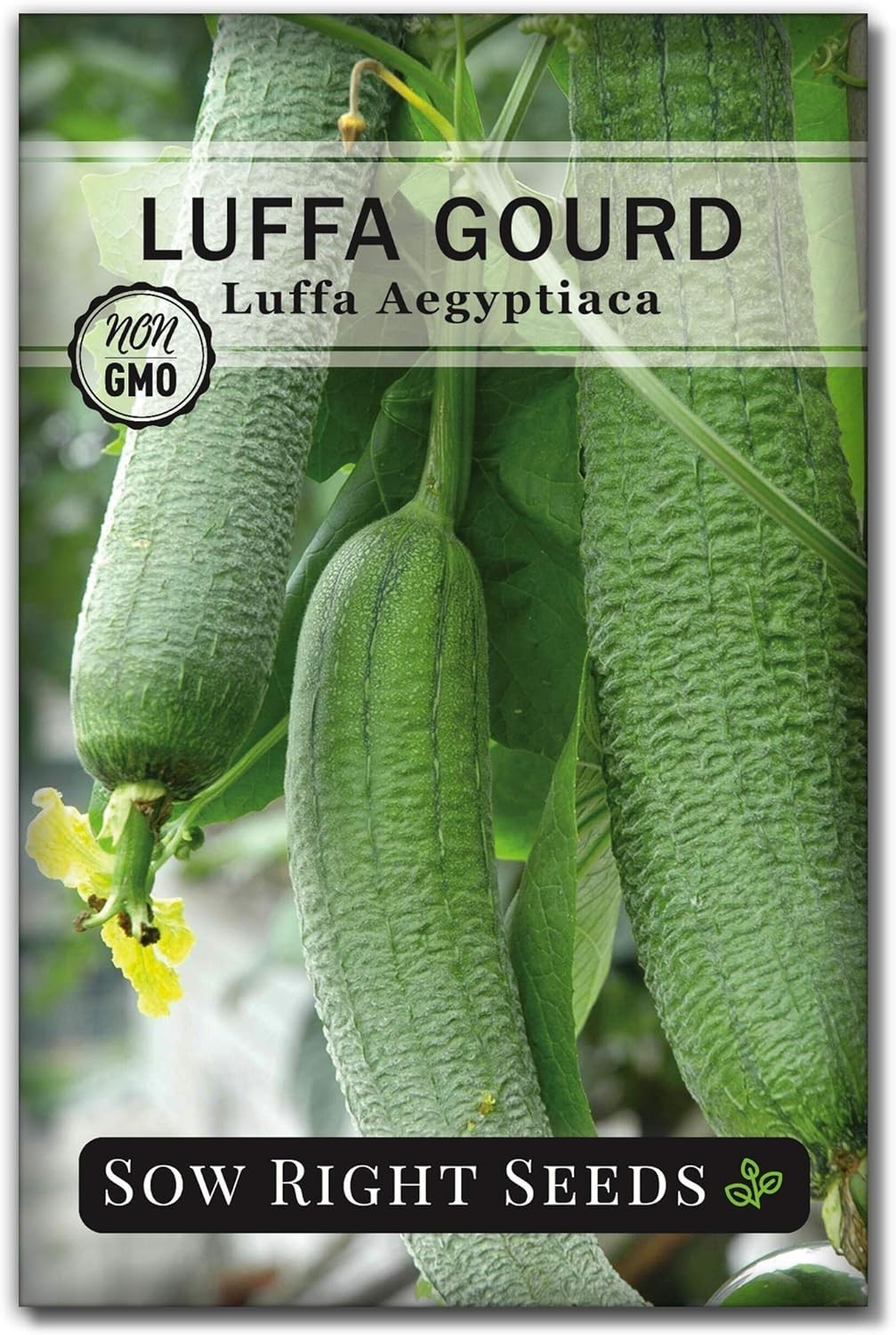 Unique Luffa Gourd Seeds – Grow Edible Fruiting Gourds and Natural Bath Sponges