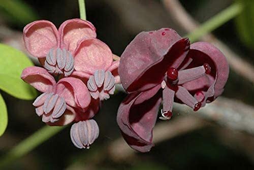 15 Exotic Chocolate Vine Seeds for Planting – Akebia quinata, Five Leaf Vine – S
