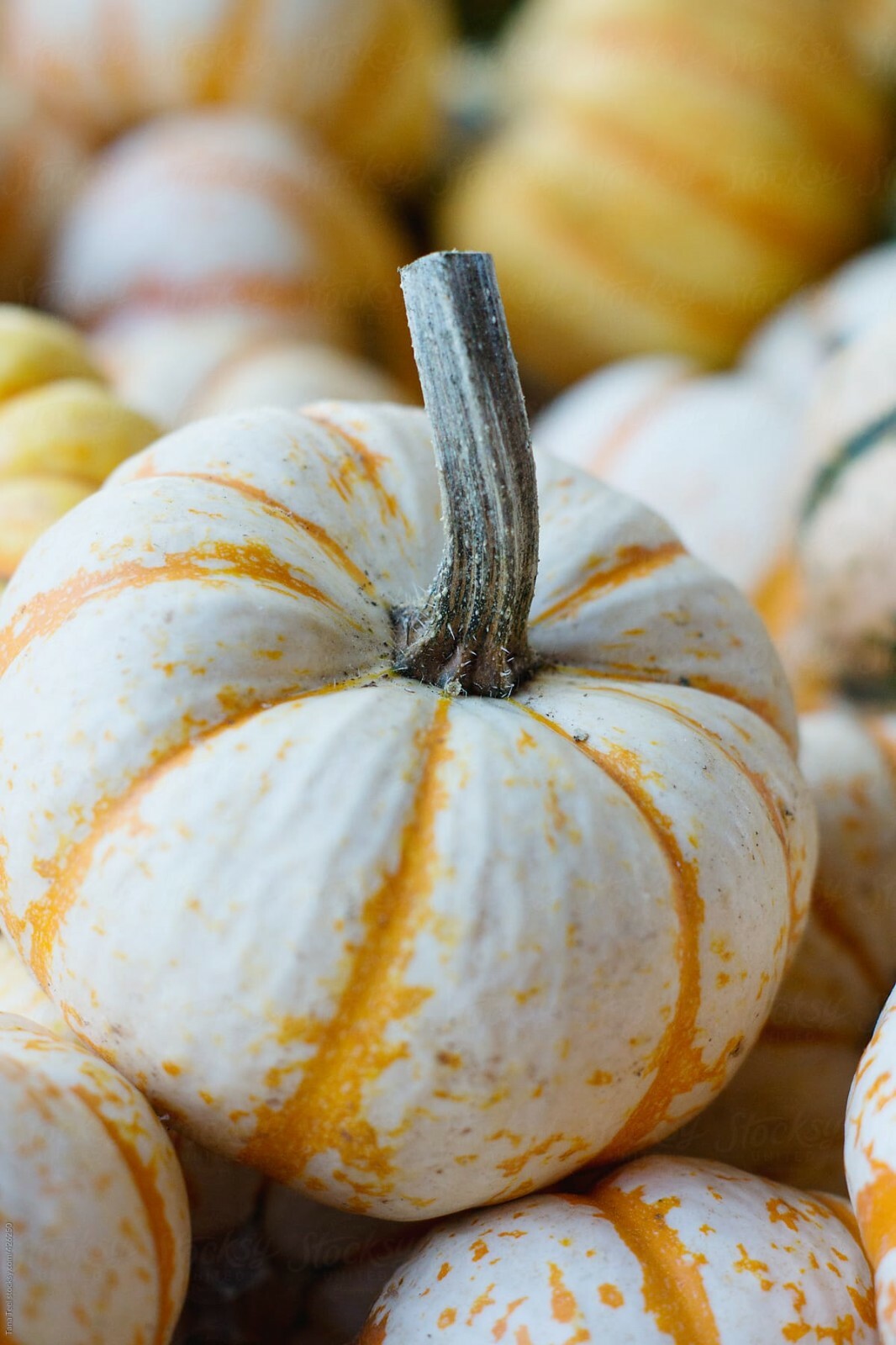 10 Dwarf Tiger Striped Gourd Seeds Unique and Rare Vegetable Seeds 10 Seeds