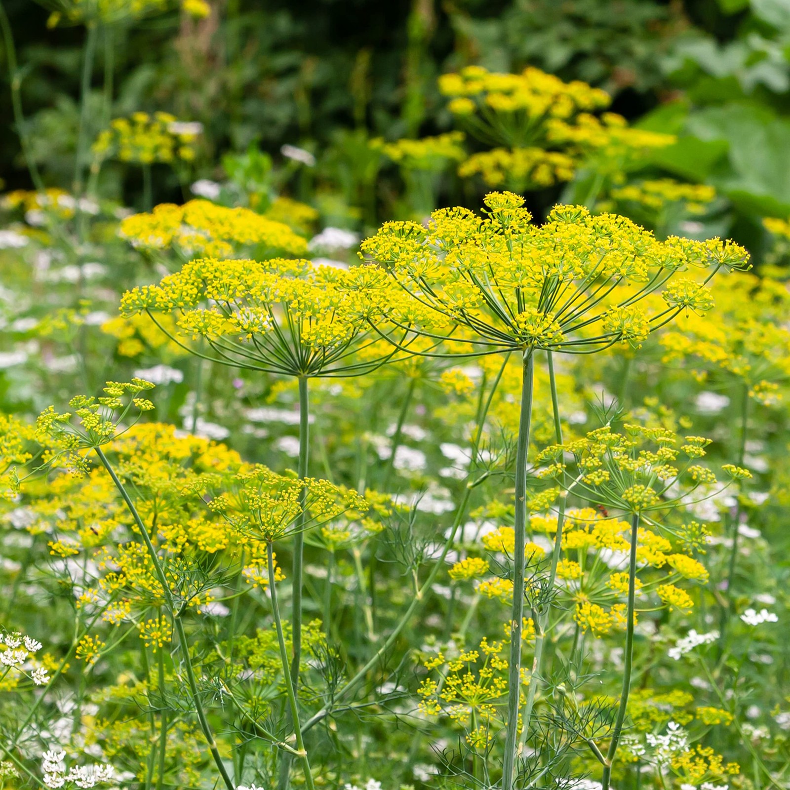 Organic Dill Bouquet Seeds Approx 750 Seeds Certified Organic, NonGMO, Open…