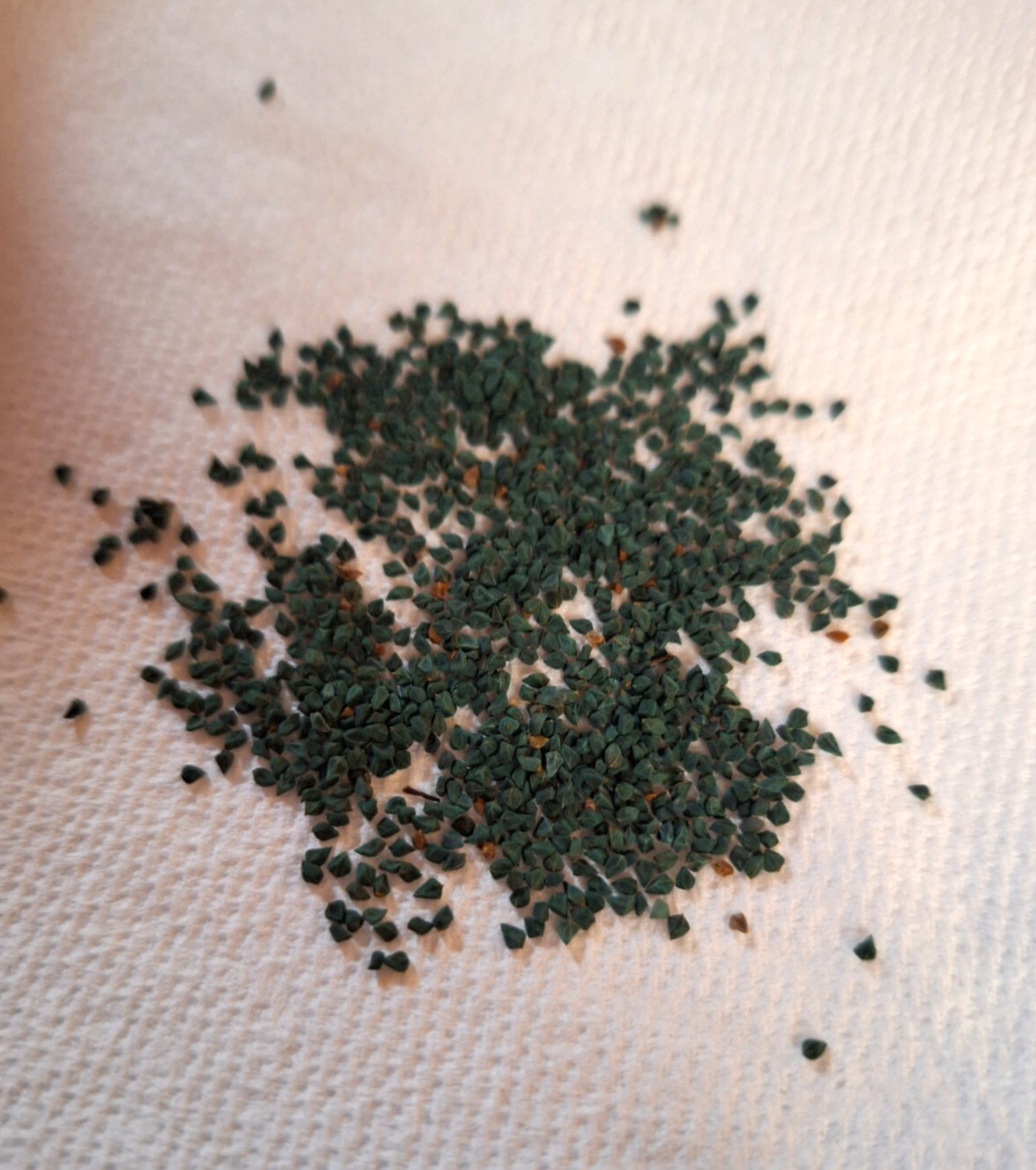 500+ Saluyot Molokhia Egyptian Jute Organic Spinach Seeds. USA Seller