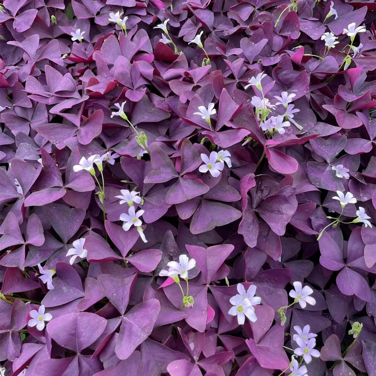 Pack of 24 Purple Shamrocks Bulbs, Oxalis Bulbs for Planting, Oxalis
