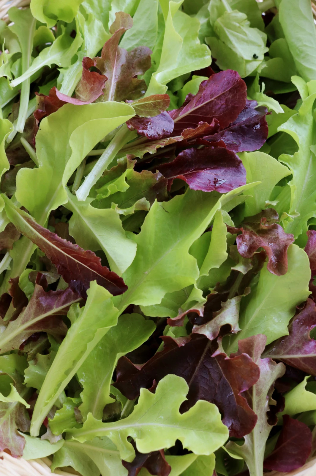 1,000 Salad Green Mix Seeds Nutritious and Colorful Garden Greens