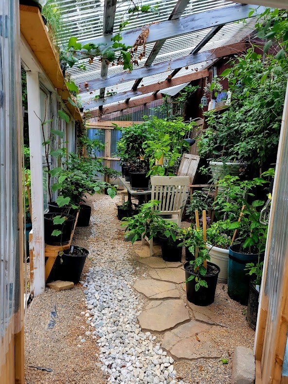 GOLDEN JUBILEE Tomato 25-Seeds Organically Grown Unique Creek Homestead