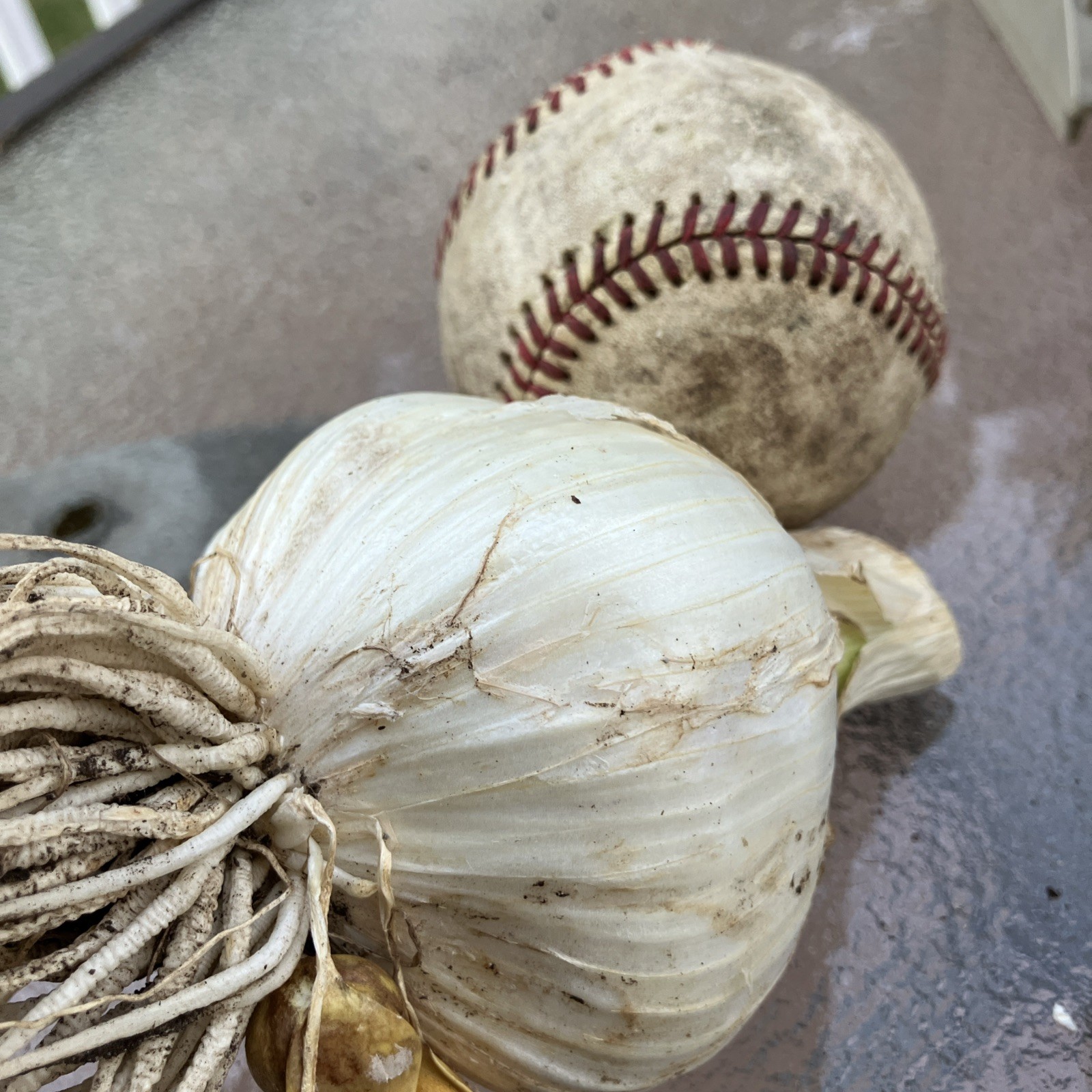 Freshly Pulled Elephant Garlic- Great To Cook/ Plant 1 Large Baseball Size Bulb