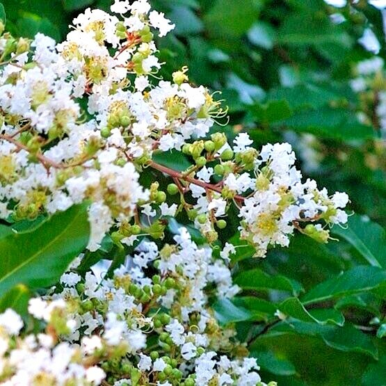 25 FANTASY CREPE MYRTLE SEEDS – Lagerstroemia indica ‘ fantasy ‘