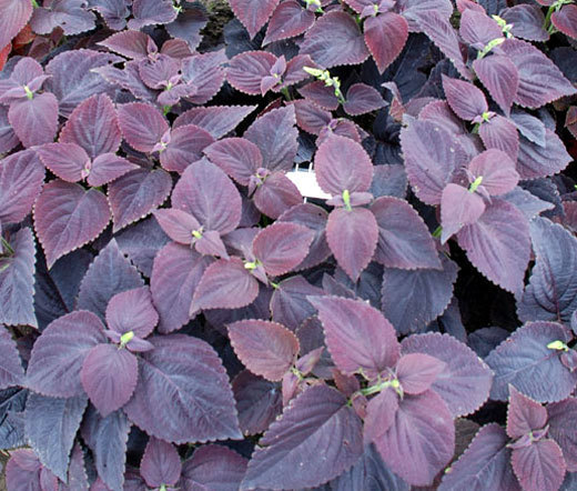 COLEUS DARK CHOCOLATE Solenostemon Scutellarioides – 40 Bulk Seeds
