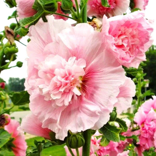 Summer Carnival Mix Hollyhocks Seeds |Alcea Rosea Holly Garden Flower Seed 2023