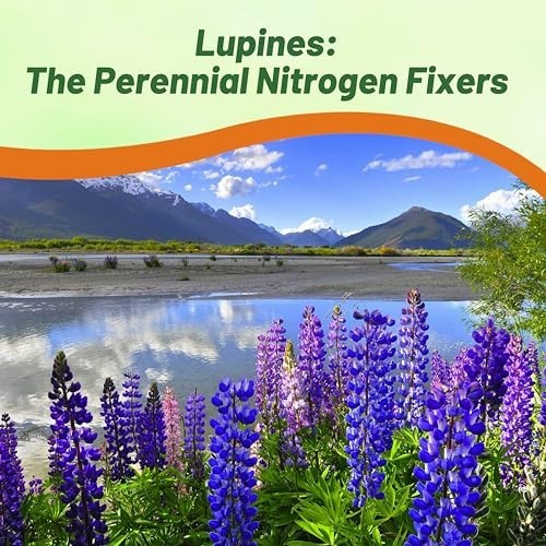 Wild Blue Perennial Lupine Seeds – 1/4 Lb, Self-Sowing, Cold Hardy Wildflower fo