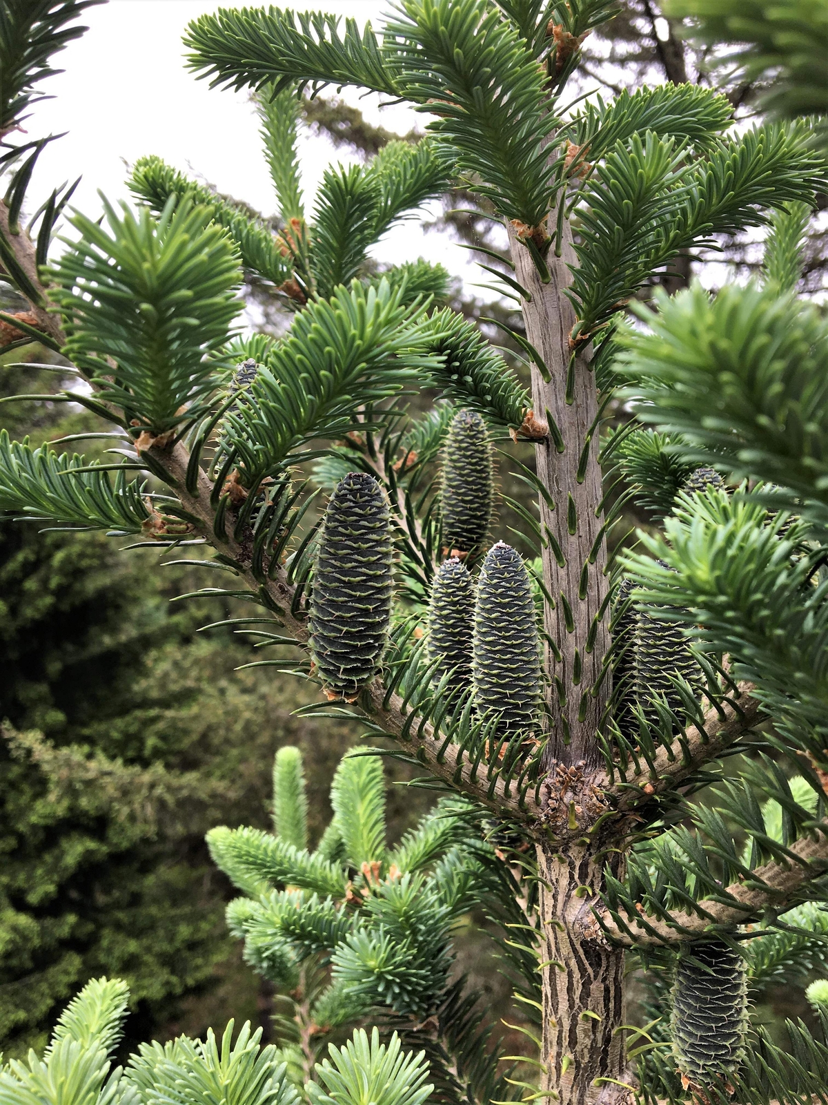 30 BALSAM FIR Tree Abies Balsamea Christmas Tree Silver Pine Canadian Fir Seeds