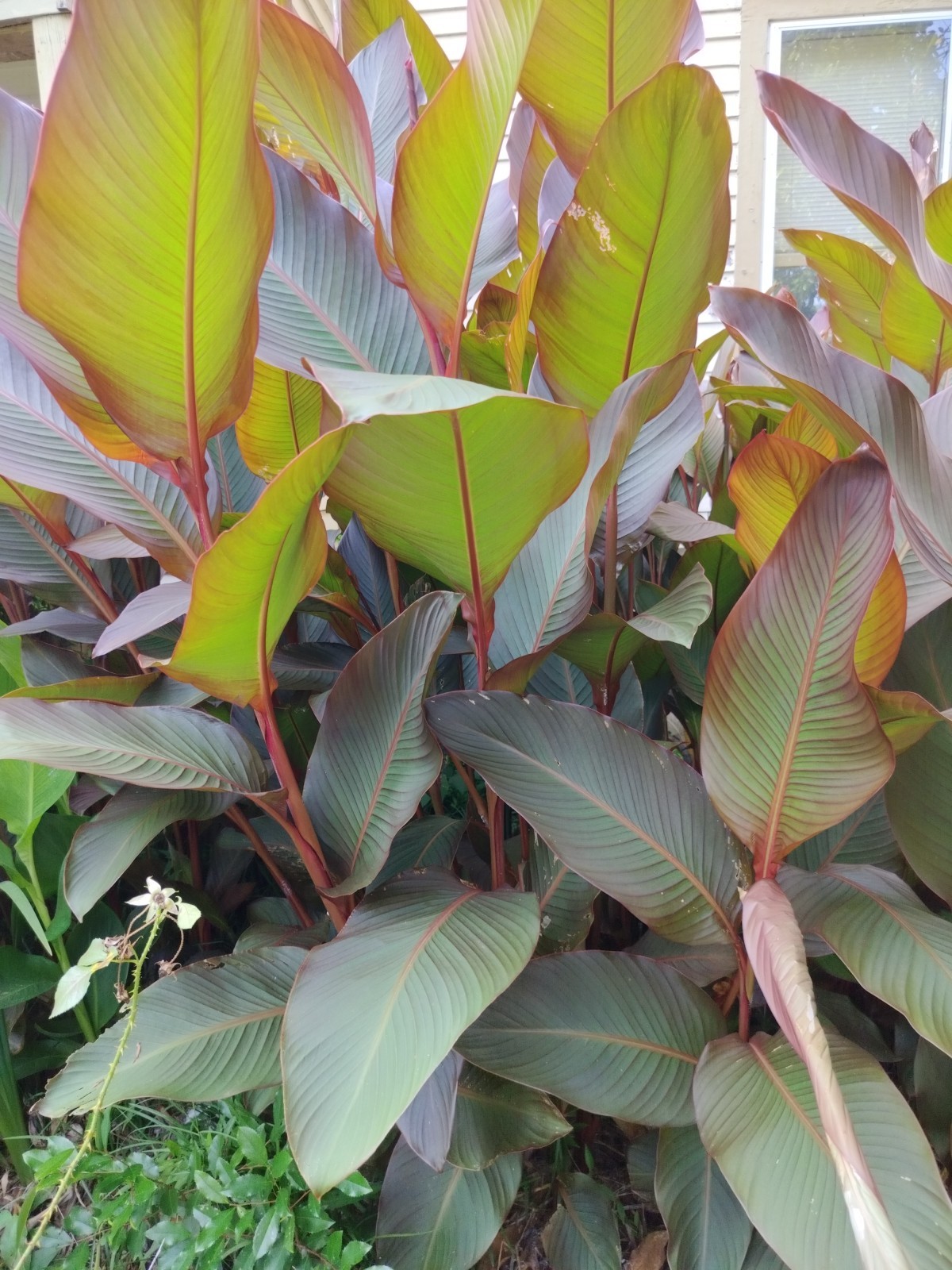 5 Canna Lilies Orange Flowers Plants Bronze Leaf Rhizomes Caña de las Indias