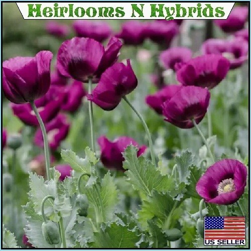 Lauren’s Grape Papavaer Somniferum Poppy Seeds. 5,000 Heirloom Organic Non-GMO