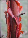 Acer griseum PAPERBARK MAPLE Tree Seeds!