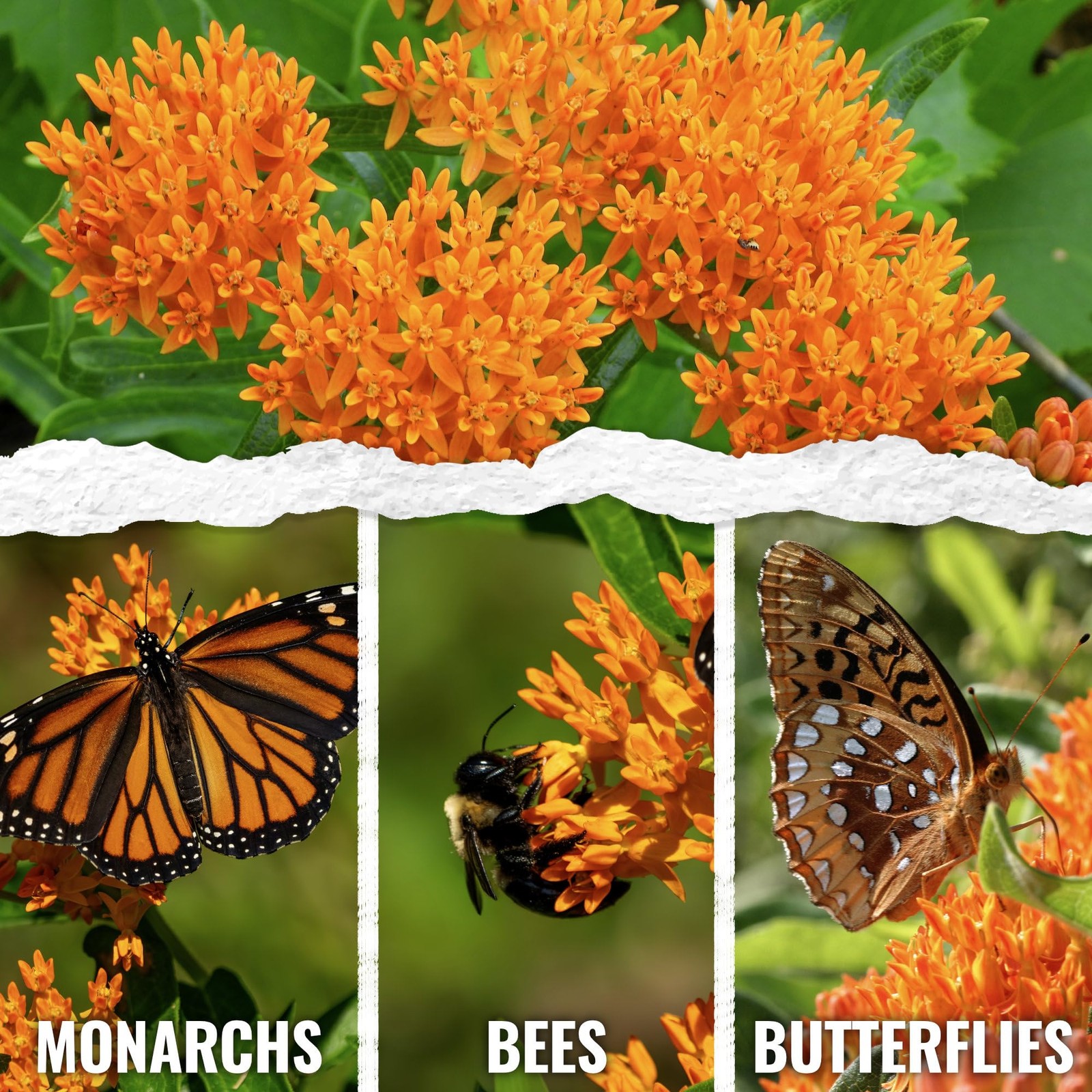 Seed Needs Orange Butterfly Milkweed Seeds for Monarch Butterflies 2 Packs