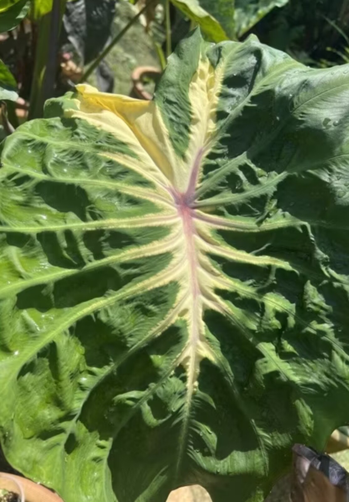 AUTHENTIC Colocasia White Lava 1 bulbs
