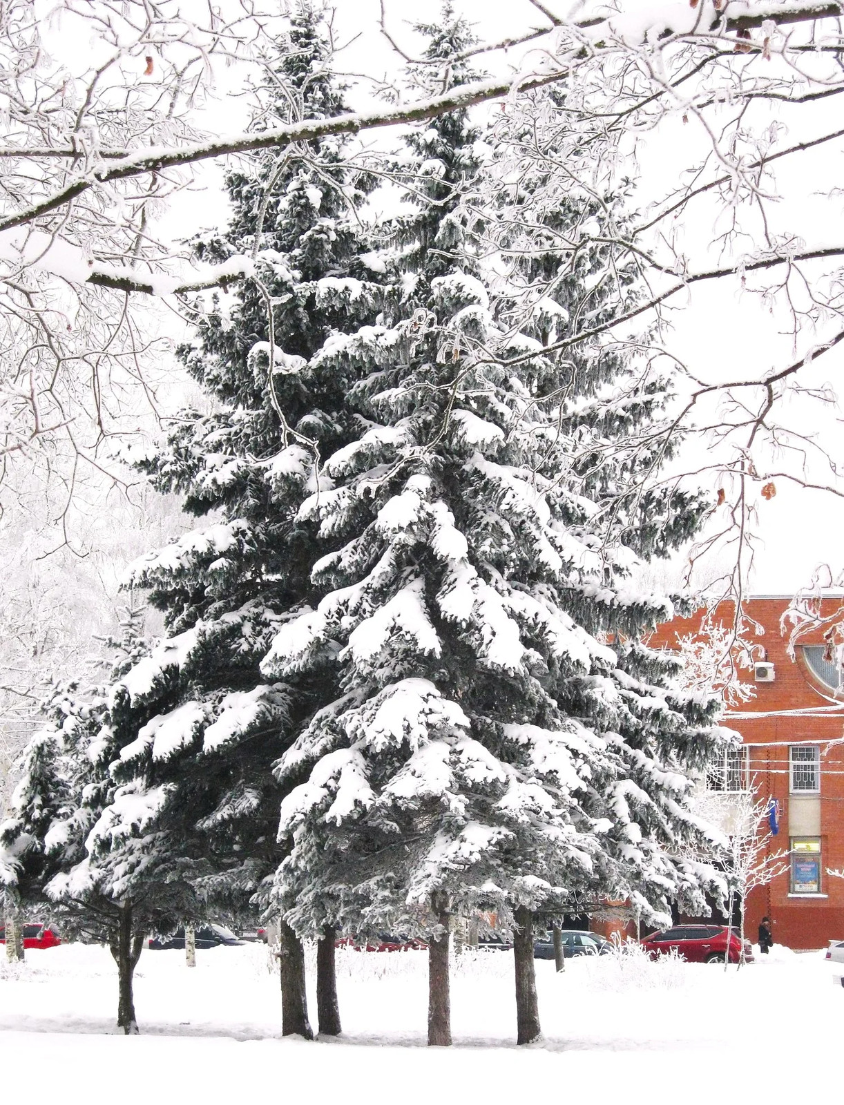 Colorado Blue Spruce Tree Seeds – For 2026 Planting Cold-Hardy Green Evergreen