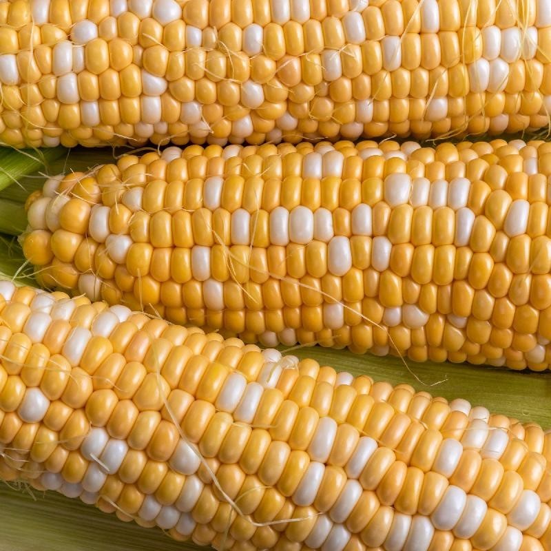 Serendipity Sweet Corn 100 Seeds Bi-Color Hybrid Triple Sweet