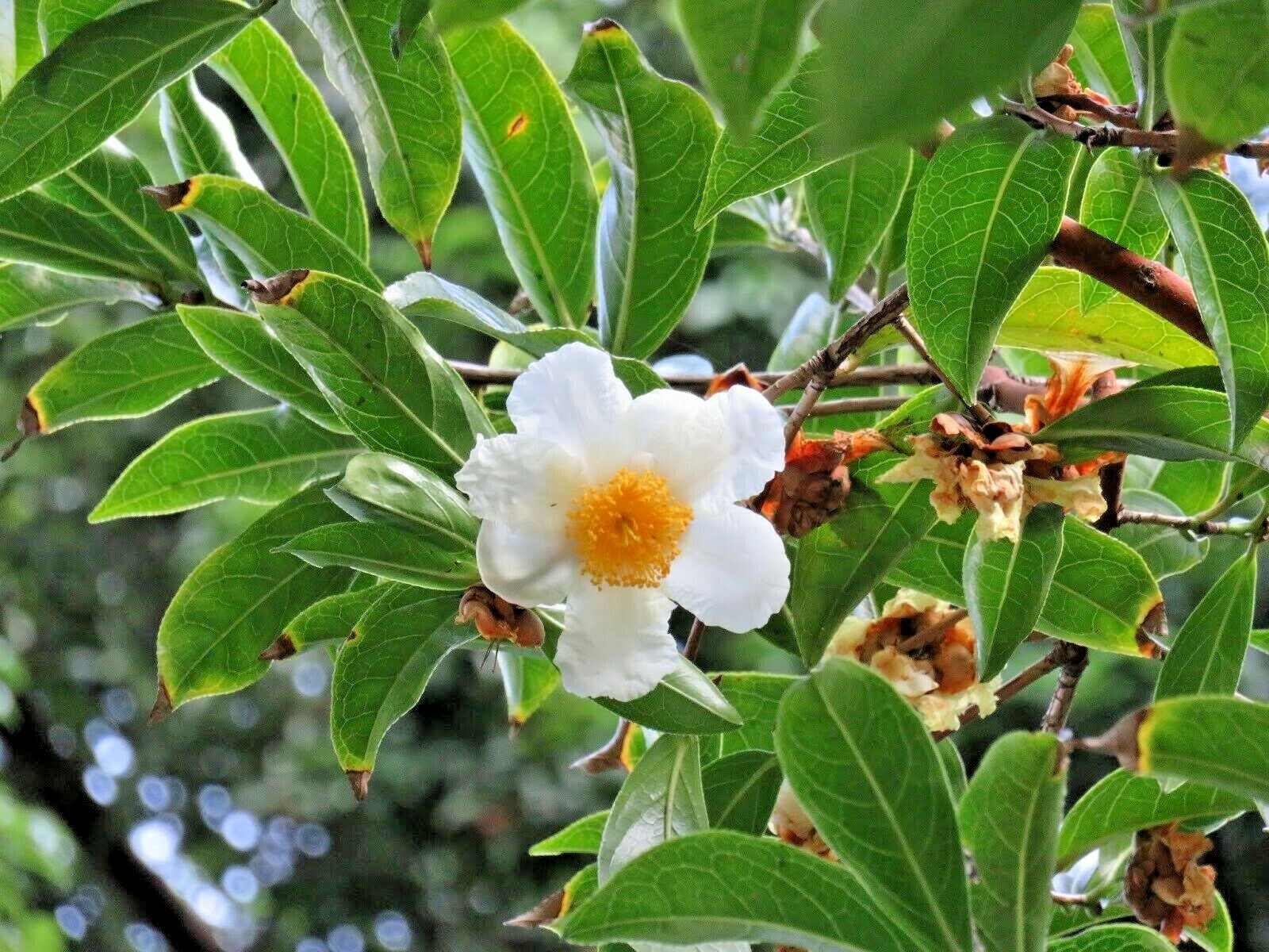 10 CAMELLIA OCTOPETALA SEEDS