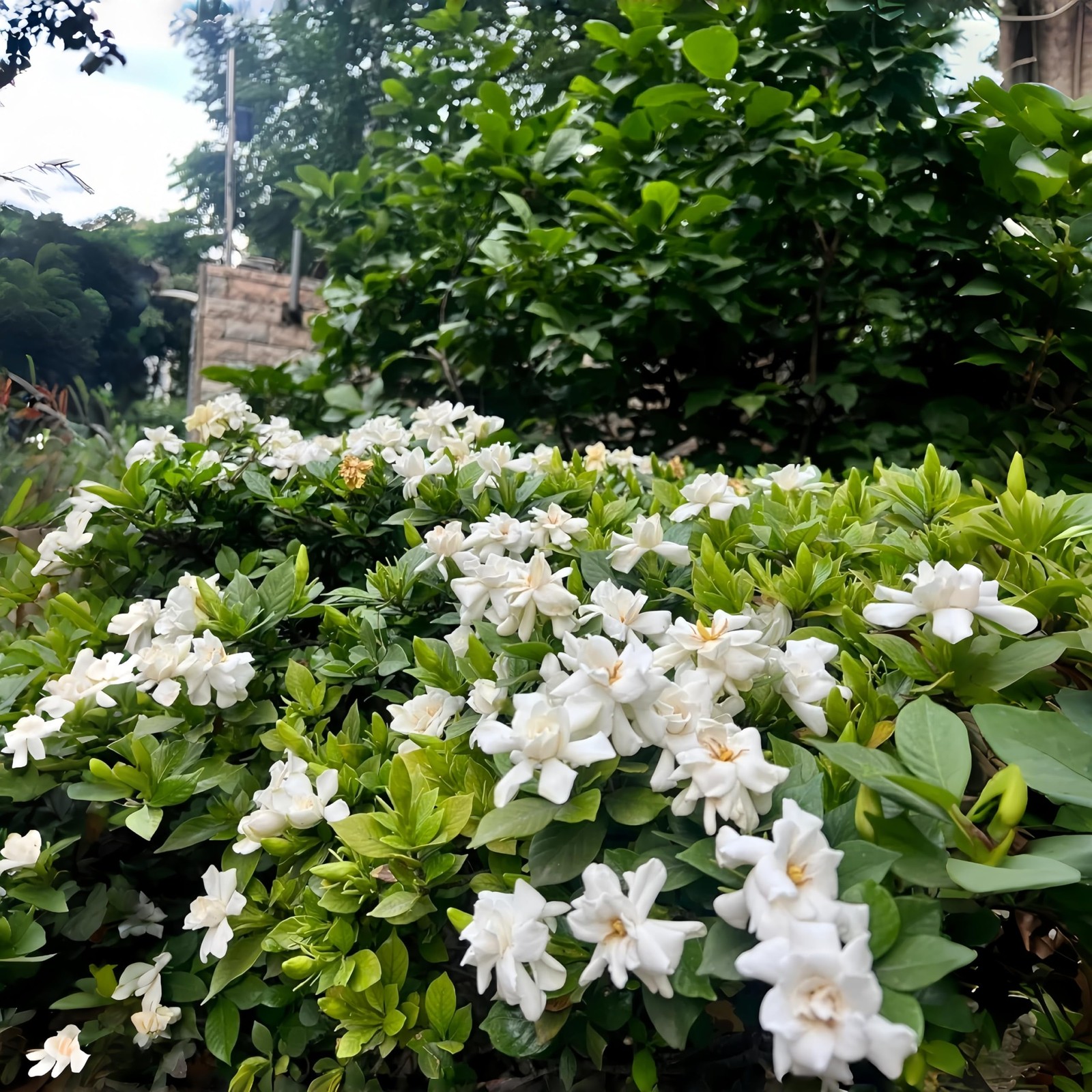 300pcs Gardenia Seeds for Planting, Non-GMO, High Germination, Fragrant Flowe…