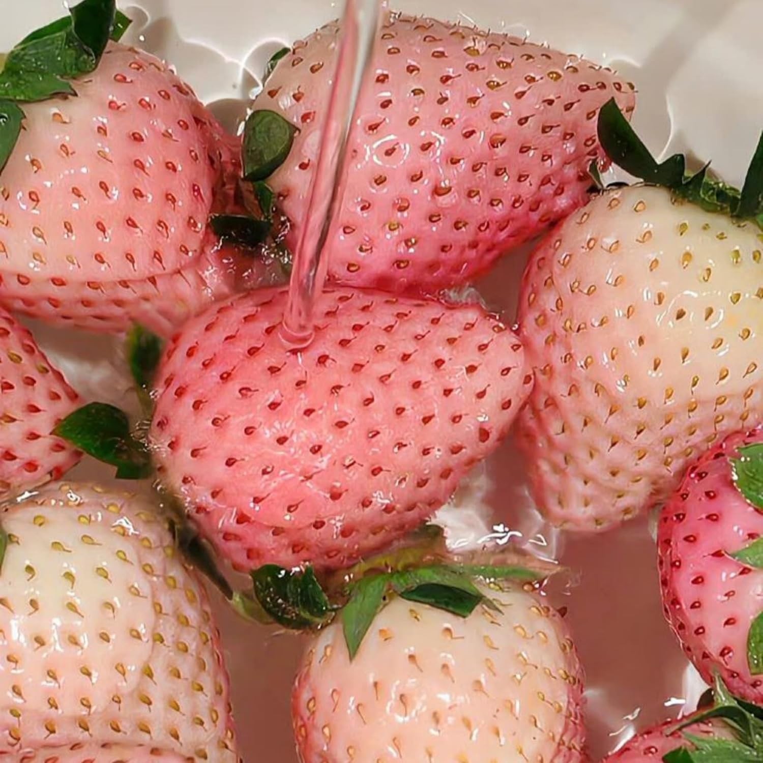 850+ Mixe Color Strawberry Seeds for Planting – Yellow, White, Red Strawberry Se