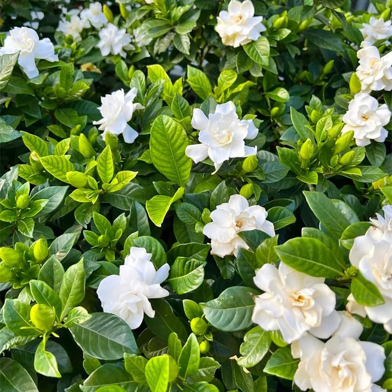 220+ Gardenia Seeds for Home Garden Planting, White Fragrant Flowers and Glossy