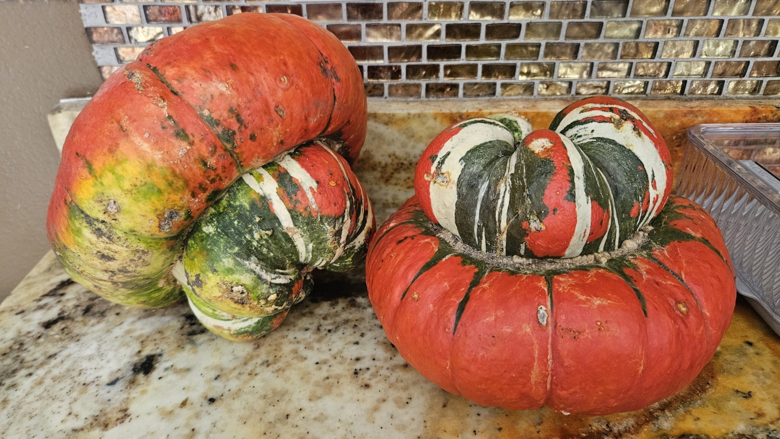 Turks Turban Squash Seeds (15) / Super Rare / BEAUTIFUL / EASY
