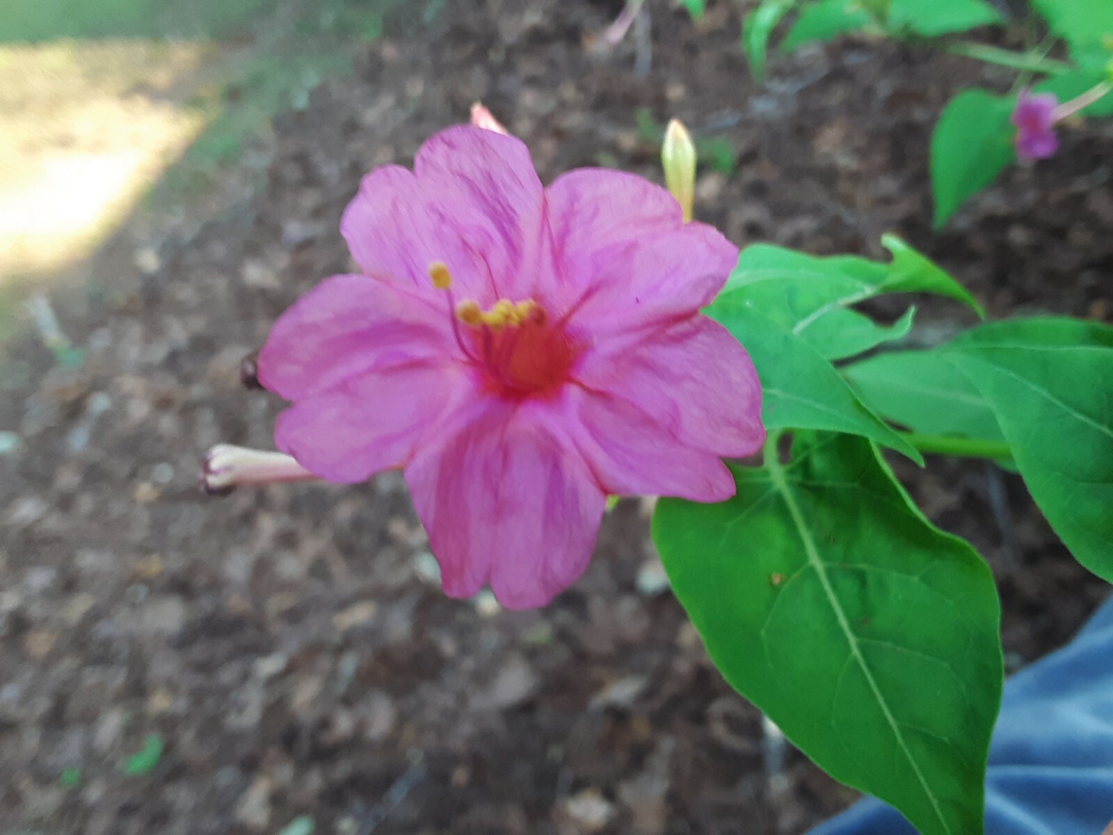 15 Rare Pinkish Orange Four O’clock Perennial Flower Seeds.US Grown seeds.