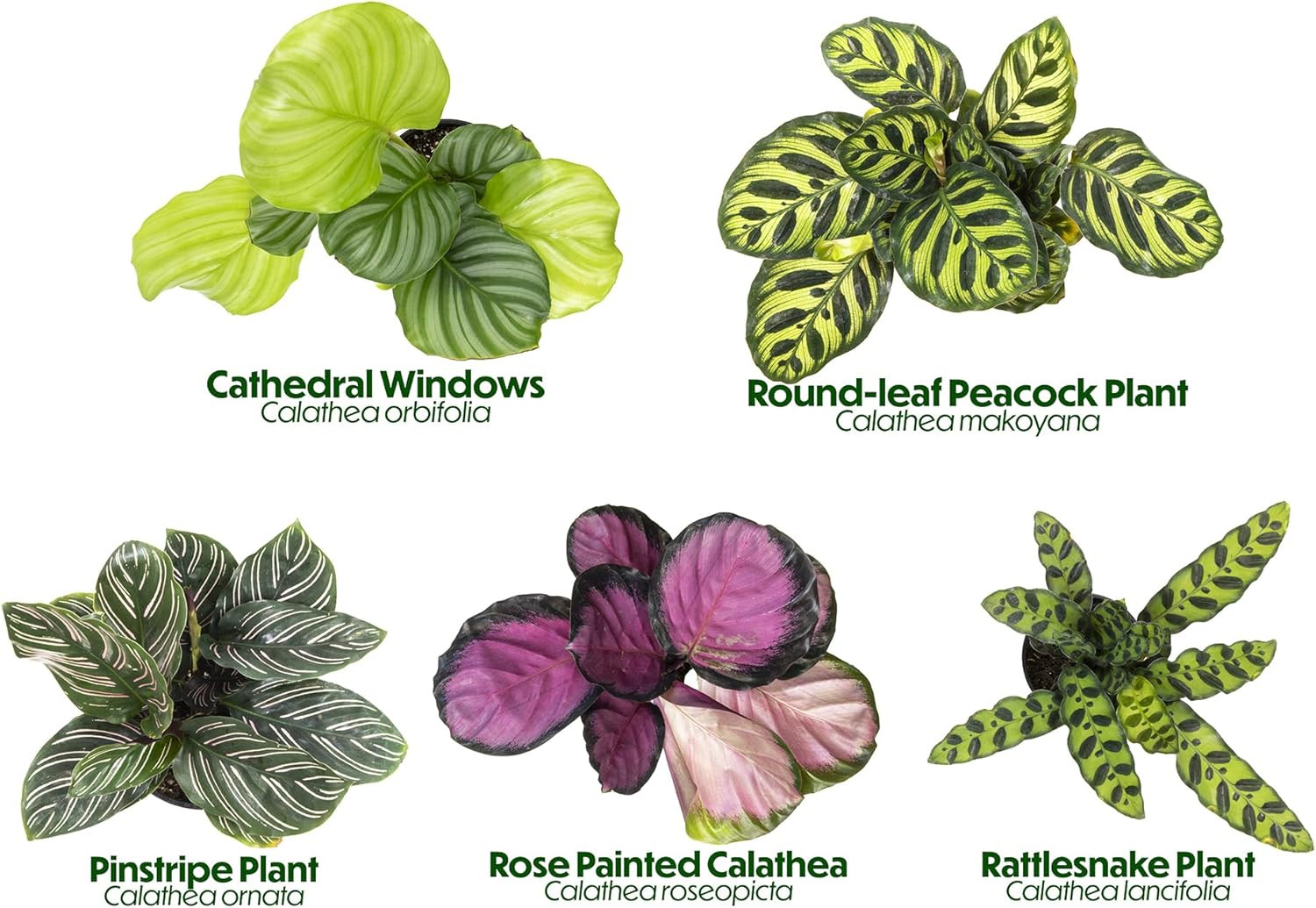 Live Calathea Houseplant , Pet Safe Plants for Cats & Dogs, Makoyana