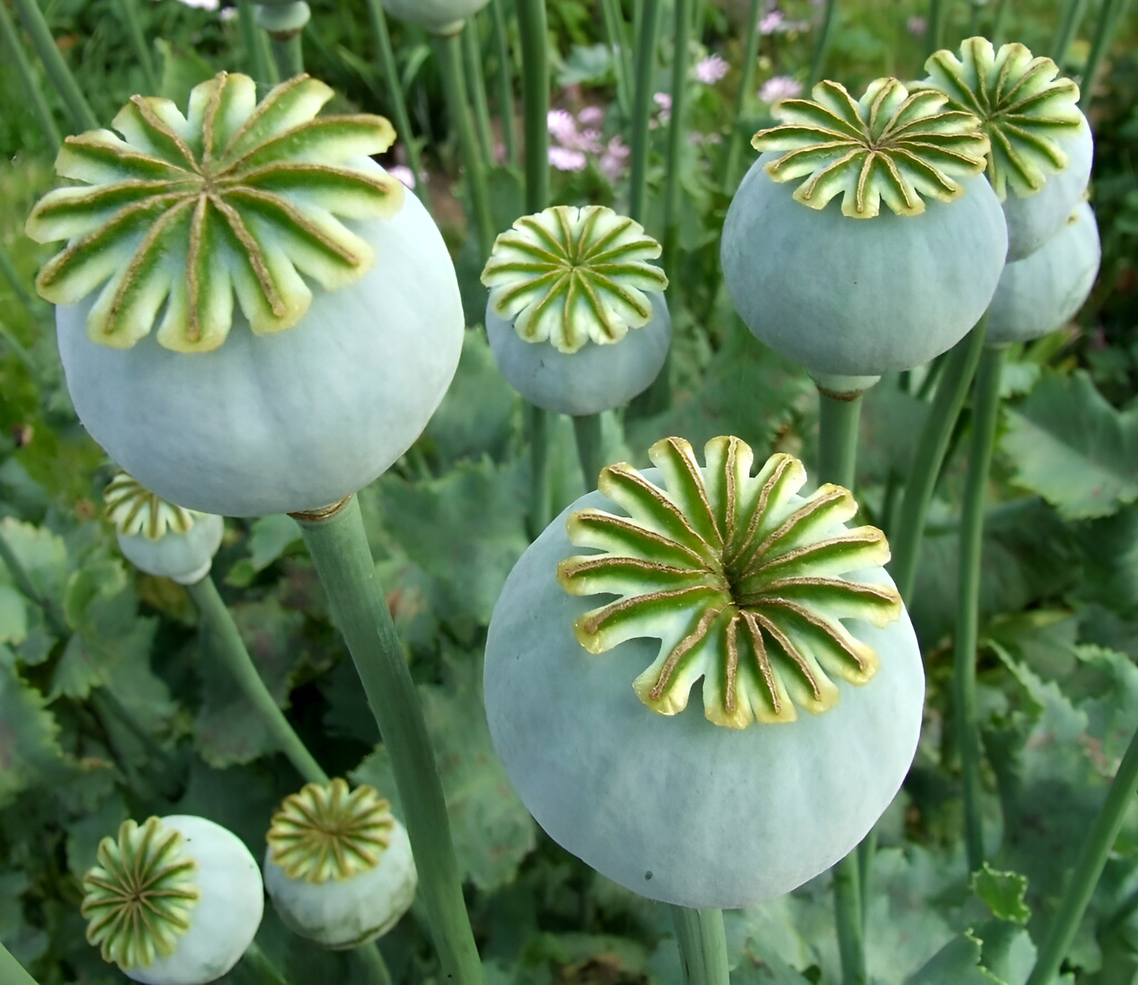 1,500 Black Swan Poppy Seeds – P. Somniferum – Giant Seed Head w/Frilly Flowers