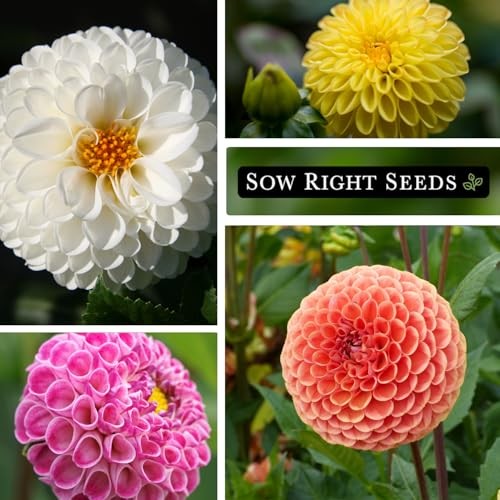 – Pompon Dahlia Seeds for Planting – Annual Non-GMO Heirloom Variety – Ideal 1