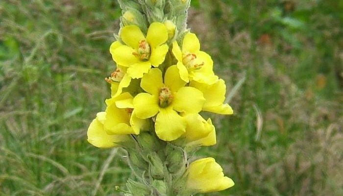 Mullein Seeds, Verbascum Thapsus, Common Mullein, 4,000+ seeds.