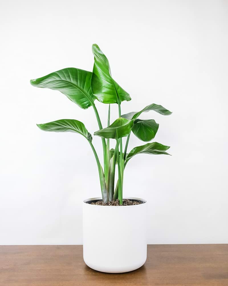 5 White Bird of Paradise Seeds to Grow Great Indoor Plant or Bonsai