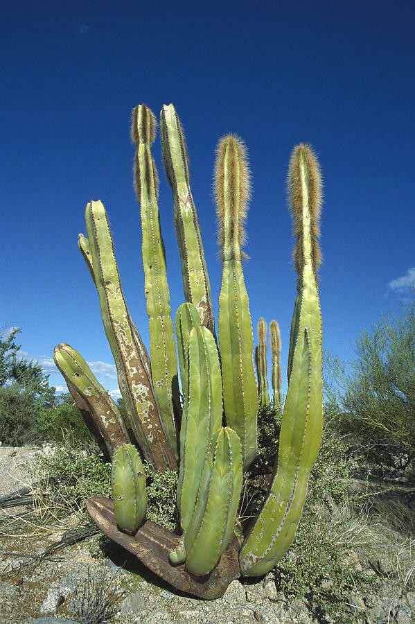 Lophocereus Schottii (Totem Pole) Cactus Seeds (100 Seeds)