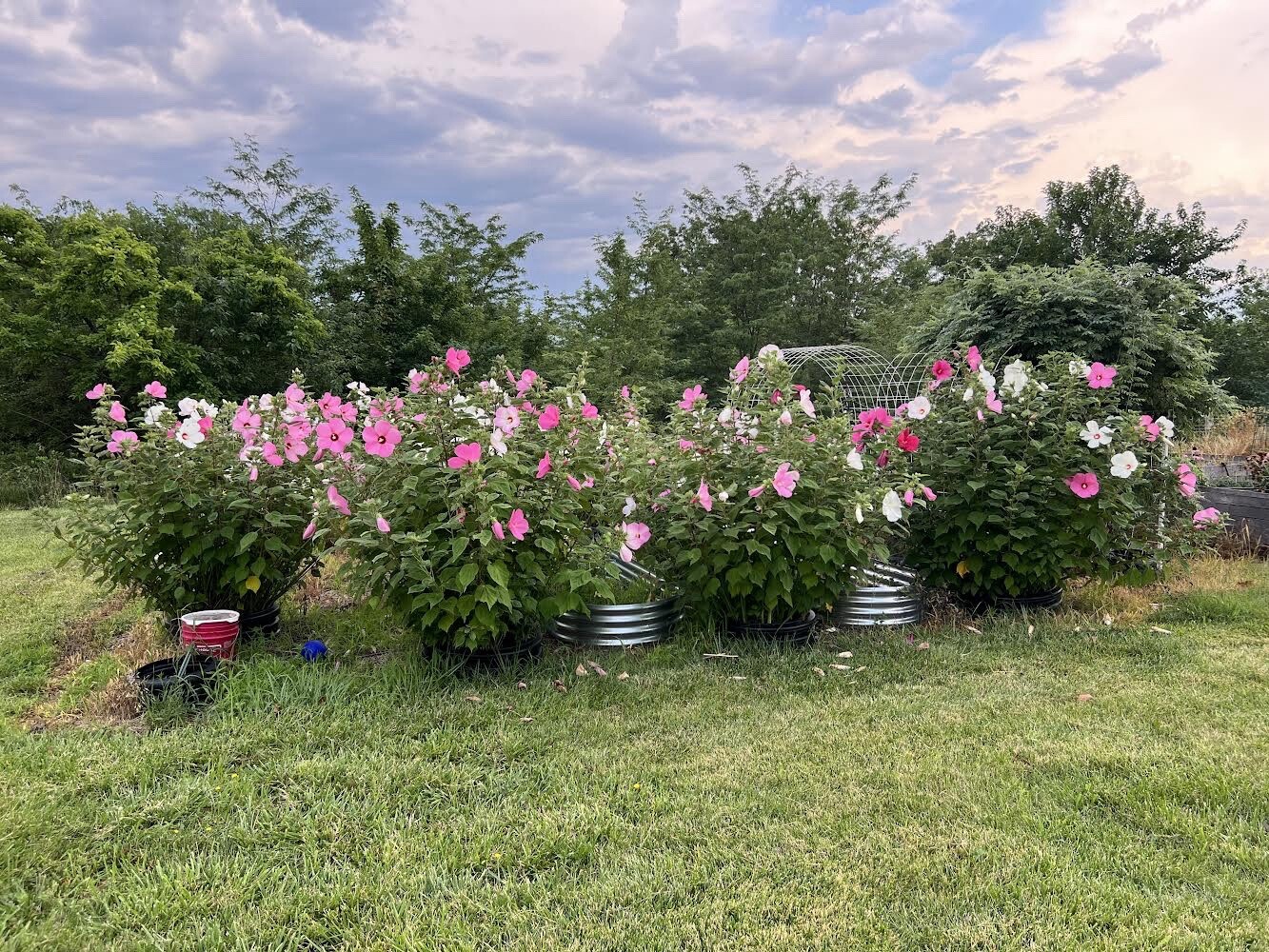 Hibiscus, Giant Hardy Hibiscus Seeds 25+/Packet Mixed Colors, Dinner Plate Sized