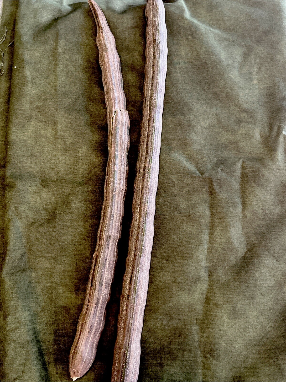 moringa tree seeds
