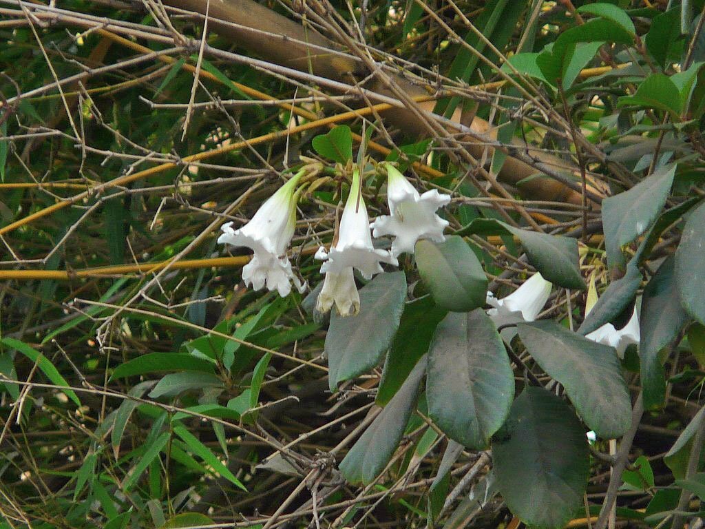 Beaumontia grandiflora | Herald’s Trumpet | Easter Lily Vine | 10 Seeds