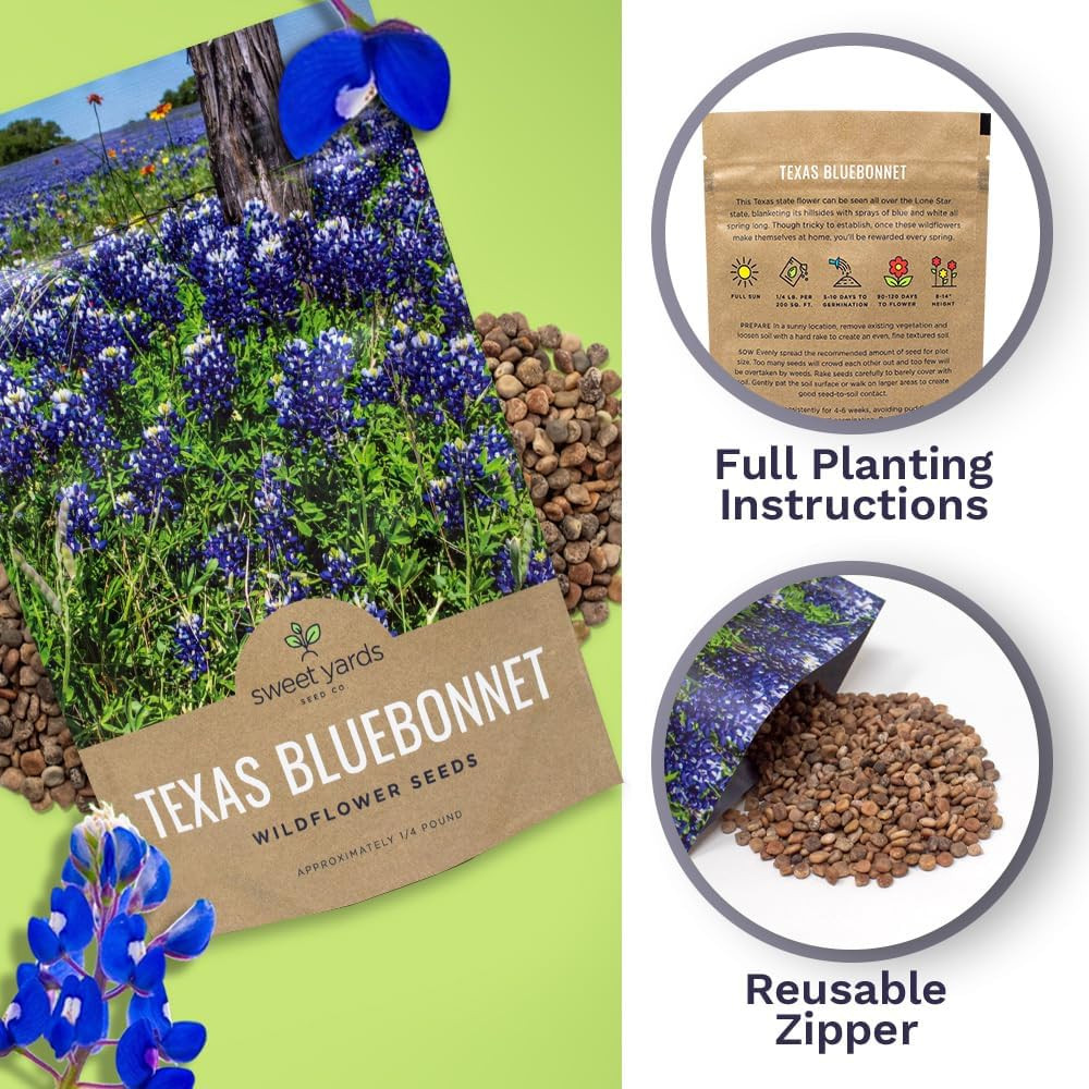 Texas Bluebonnet Wildflower Seeds – Bulk 1/4 Pound Bag – Over 4,000 Native Seeds