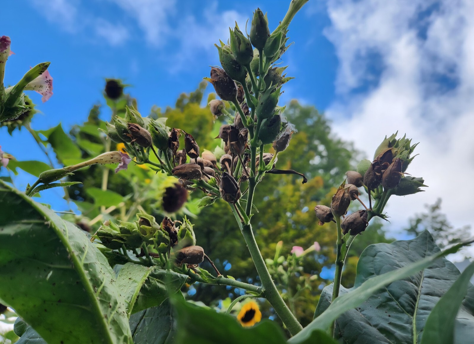 Nicotiana Tabacum (Black Mammoth) Seeds