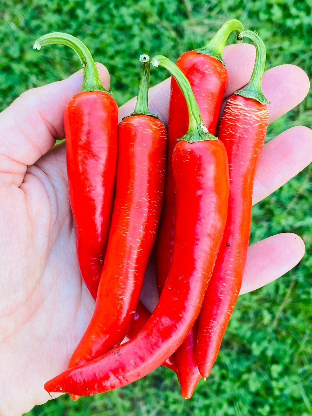 Gochugaru Korean Chili Pepper Seeds (25) / Hot / Spicy / ASIAN CUISINE