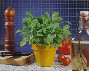 Arugula Rocket Eruca vesicaria 5,000 seeds