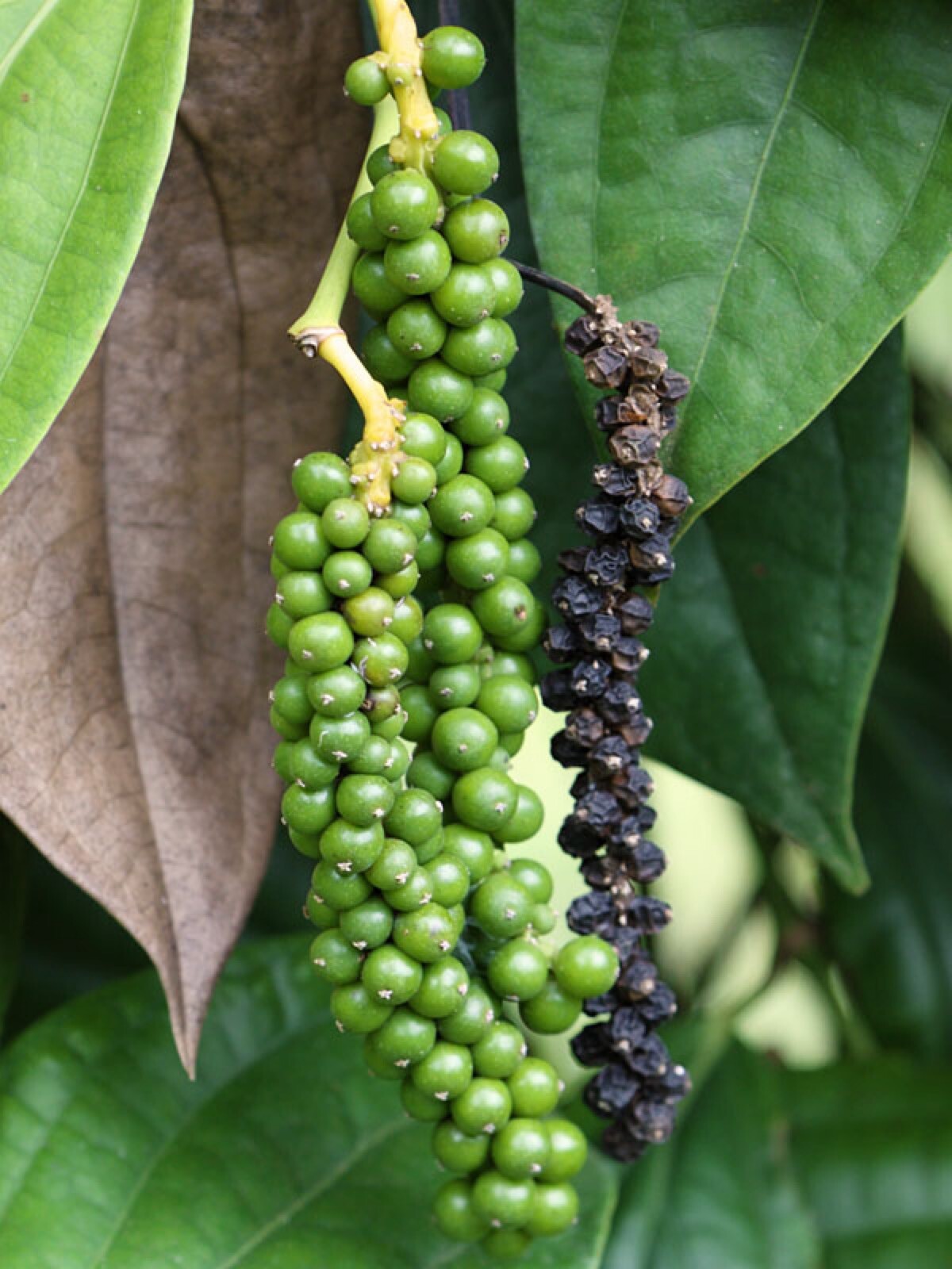 Black Pepper starter plant (Piper nigrum) 2.5” pot size.